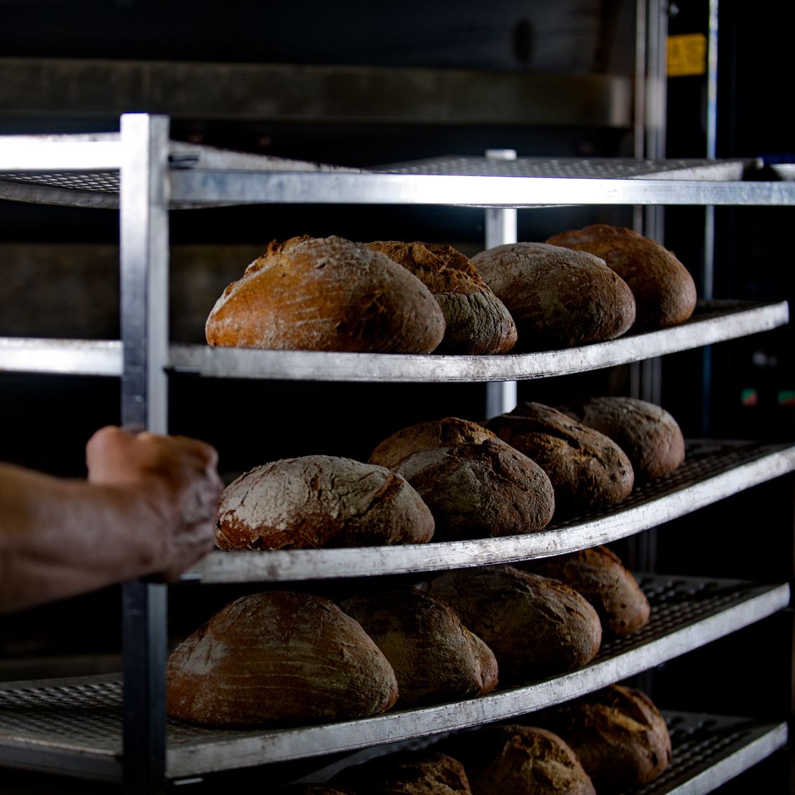 Bäcker schiebt frischgebackenes Brot aus dem Ofen